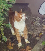 2019-12-14 Kater Svg+xml,%3Csvg%20xmlns%3D%22http%3A%2F%2Fwww.w3